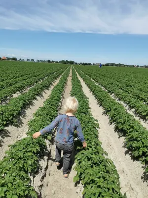 Afbeelding Aardappelen bij boerderij Hoitsma