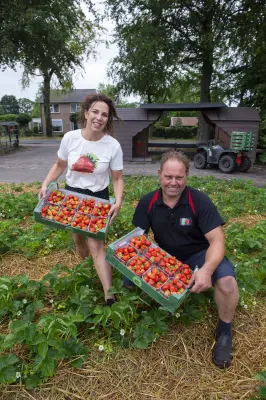 Afbeelding Aardbeien drive-in Hoge Akker