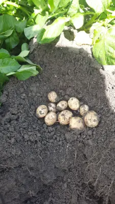 Afbeelding Aspergeboerderij van der Velde