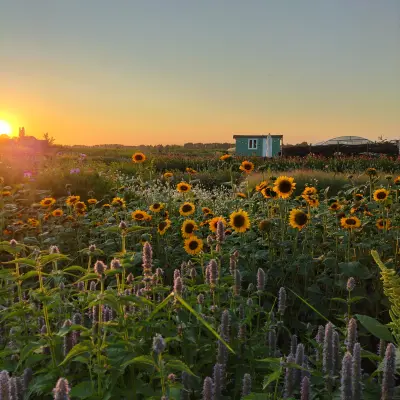 Afbeelding Baalse Hoef Bloemenboerderij