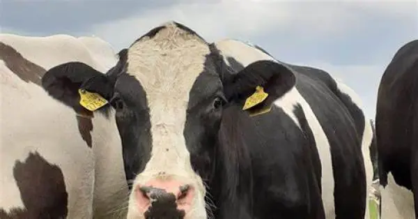 Afbeelding Bekvelder Zuivelboerderij