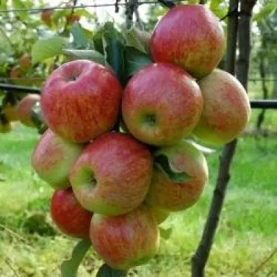 Productfoto Appels