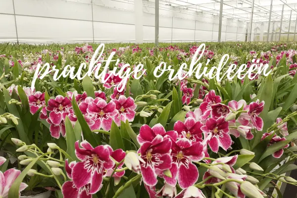 Afbeelding Bijzondere Orchideeën - Inca Orchids
