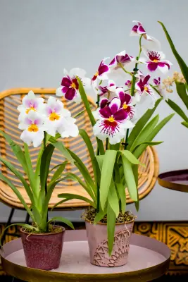 Productfoto Miltoniopsis