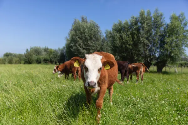 Afbeelding Biologisch-Dynamisch kaasboerderij Noorderlicht