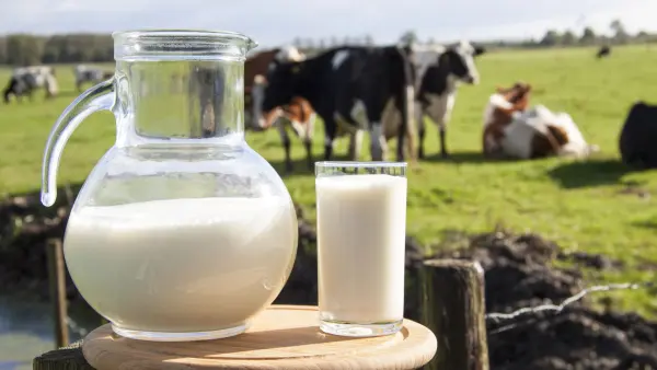 Afbeelding Biologisch Melkveebedrijf Hoeve Kerkenerf