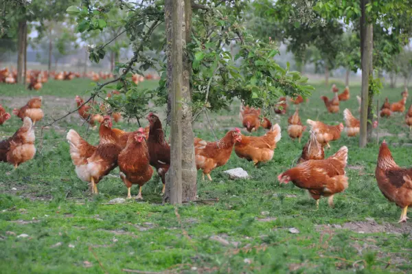 Afbeelding Biologisch pluimveebedrijf de Zwaanheuvelhoeve