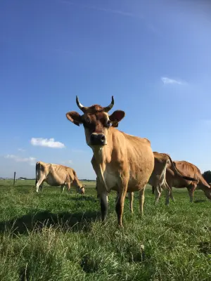 Afbeelding Biologische Boerderij Landlust