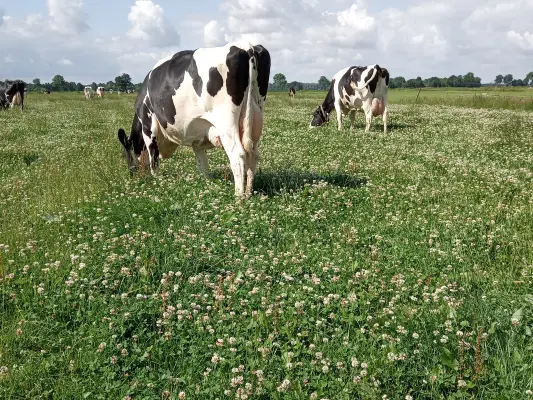Afbeelding Biologische zuivel boerderij Omega Natuurlijk
