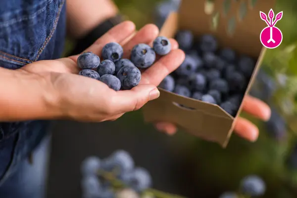 Afbeelding Blok's Blauwe Bessen
