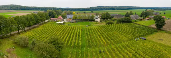 Afbeelding Bodega de Plack Kip en wijn