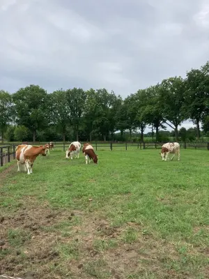 Afbeelding Boer Ben