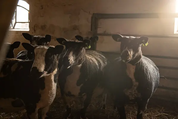 Afbeelding Boer met Lust