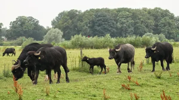 Afbeelding Boer ‘n Buffel Keizersrande