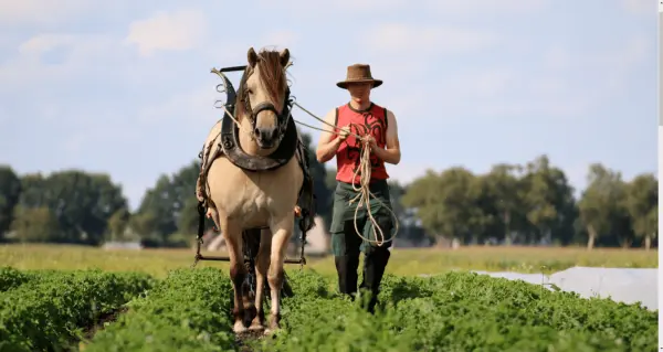 Afbeelding Boer Sil