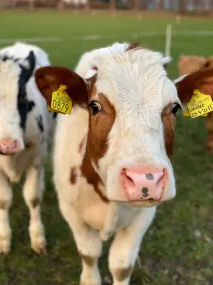 Afbeelding Boerderij Beekhof