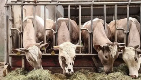 Afbeelding Boerderij de Groote Boele