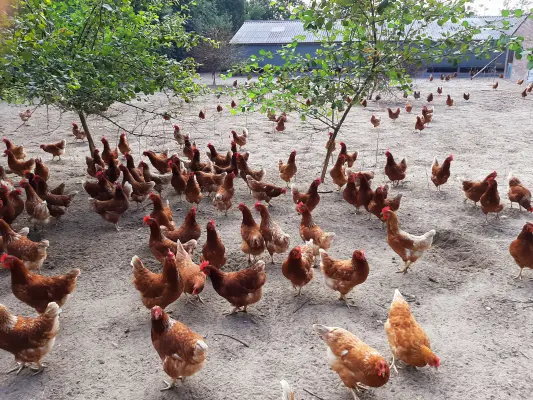 Afbeelding Boerderij de Omrand