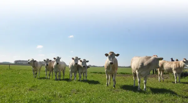 Afbeelding Boerderij Koops