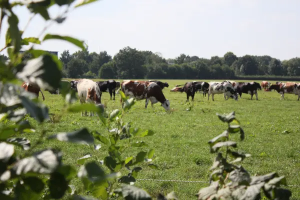 Afbeelding Boerderij tussen de Hagen