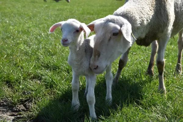 Afbeelding Boerderijwinkel Botjeszee