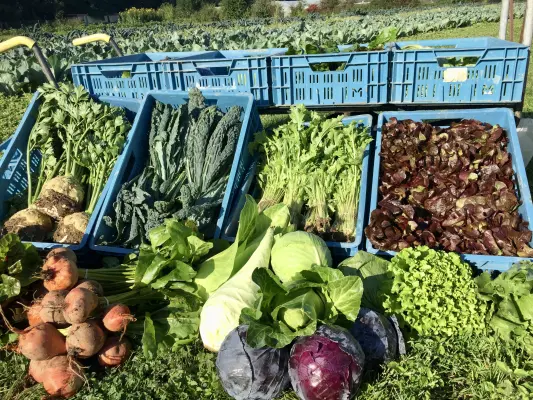 Afbeelding Boerderijwinkel de Horsterhof
