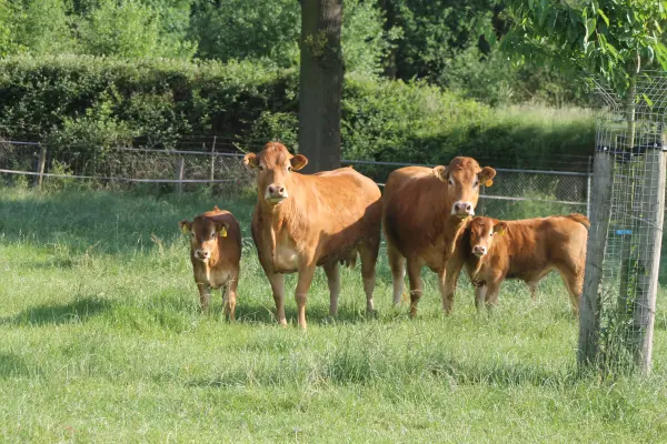Afbeelding Boerderijwinkel Grooten
