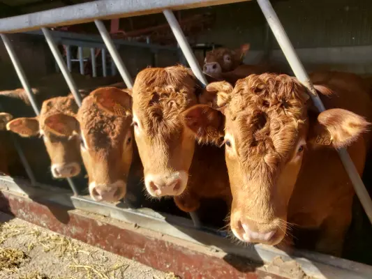 Afbeelding Boerderijwinkel Pijnen