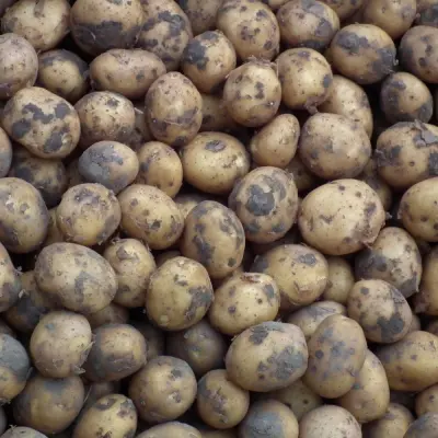 Productfoto Frieslander Krieltjes ongeschild 2,5 kilo