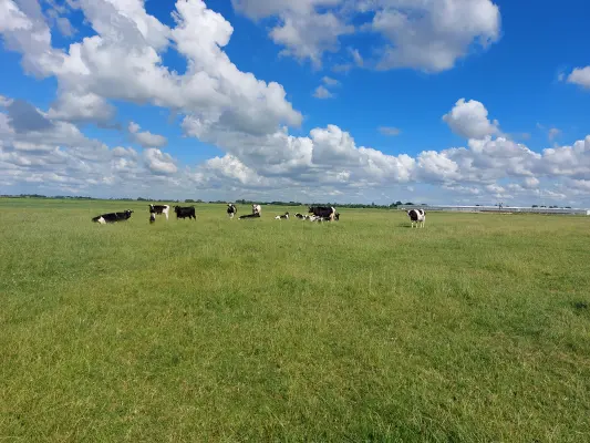 Afbeelding Boerin in Midden Delfland