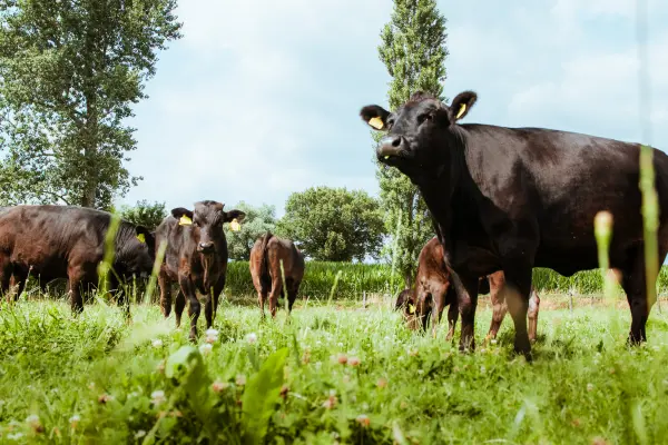 Afbeelding Bronckhorster beef