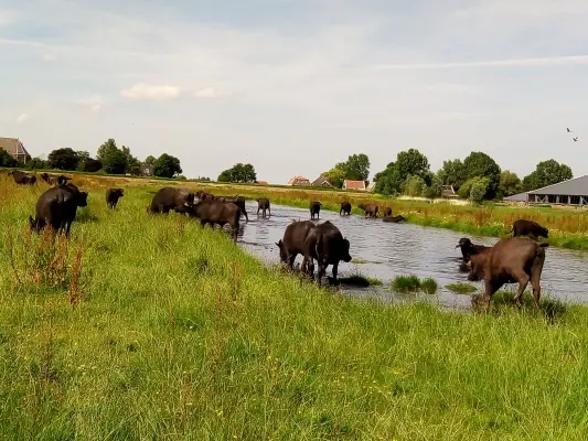 Afbeelding Buffelcompany