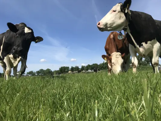 Afbeelding Camperkampeerplaats De Grote Leigraaf