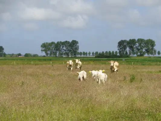 Afbeelding De Beestenboel van Verweij