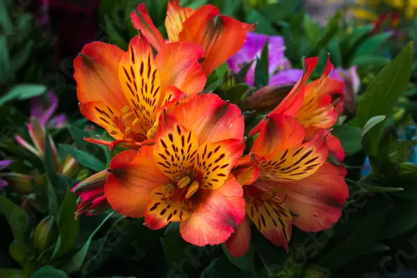 Afbeelding De Blommenstal van Nick