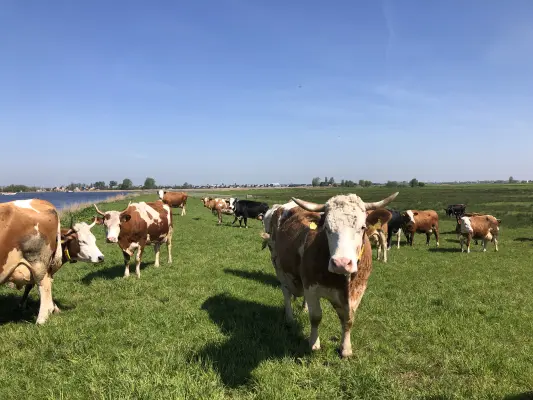 Afbeelding De Gouden Boaiem