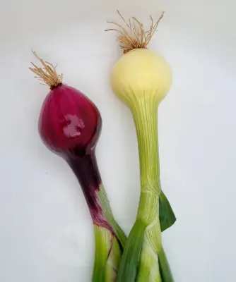Productfoto Uien per kg