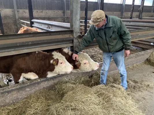 Afbeelding De Kok Herefords