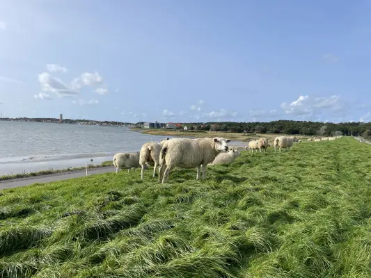 Afbeelding De Kudde van Terschelling