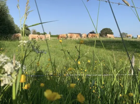 Afbeelding De Lageweide Rundvlees