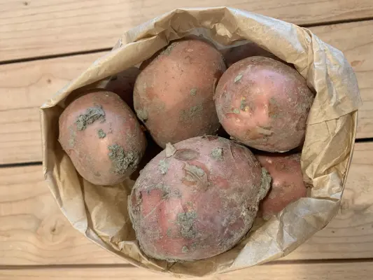 Productfoto De beste kwaliteits aardappelen o.a. Bildstar en  Frieslander