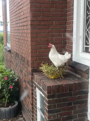 Afbeelding De Liekehoeve