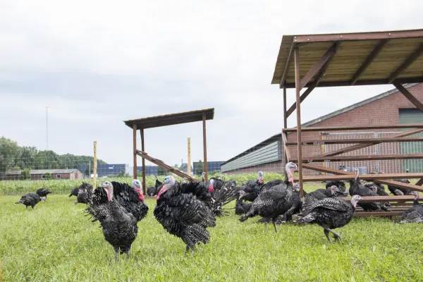 Afbeelding De Sjroetefarm