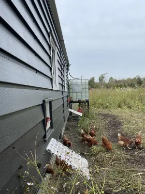 Afbeelding De Voogd Vreie Vogels