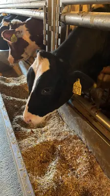 Afbeelding De Weerd Kalfsvlees