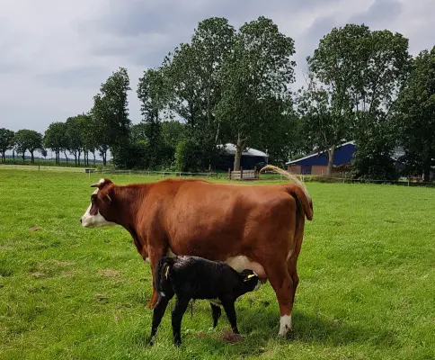 Afbeelding Eemstervlees