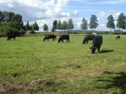 Afbeelding Black Angus Vervoorn