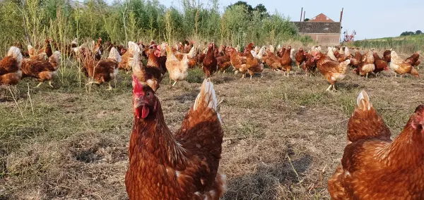 Afbeelding Eieren van Boerderij Lalkens