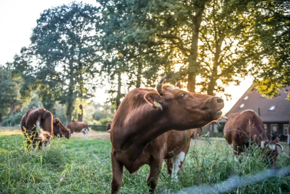 Afbeelding Erfgoed Bossem