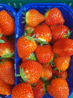 Afbeelding Fruitbedrijf van Cleef